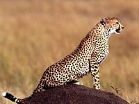 pic for Posture Cheetah